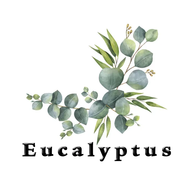 Eucalyptus